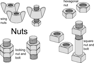 Types of nut