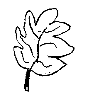 A broad leaf - hardwood trees